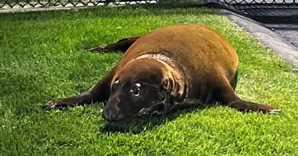 Favorite Seal Turns Himself Into Police After Days of Avoiding Capture in Pond