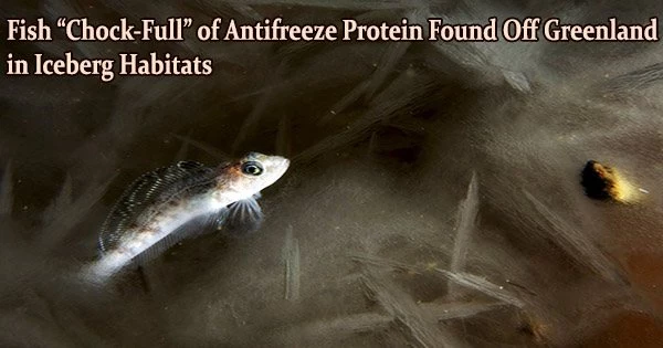 Fish “Chock-Full” of Antifreeze Protein Found Off Greenland in Iceberg Habitats