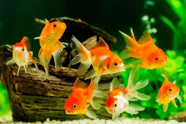 Goldfish-have-an-Excellent-Sense-of-Distance-1