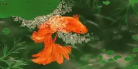 Goldfish have an Excellent Sense of Distance
