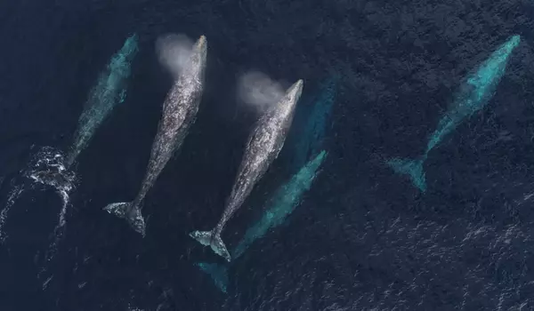 Gray-Whale-Populations-Continue-to-Dwindle-1