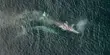 Gray Whale Populations Continue to Dwindle