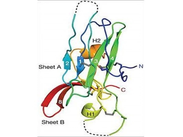 Hepatitis-C-Virus-Scientists-have-Mapped-key-Protein-Structures-1