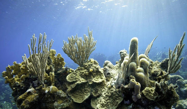 How-Certain-Sunscreens-Harm-Coral-Reefs-1
