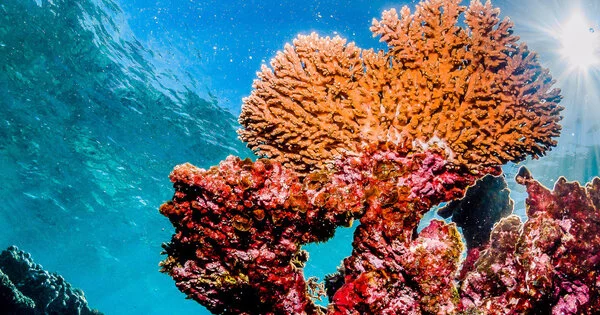 How Certain Sunscreens Harm Coral Reefs