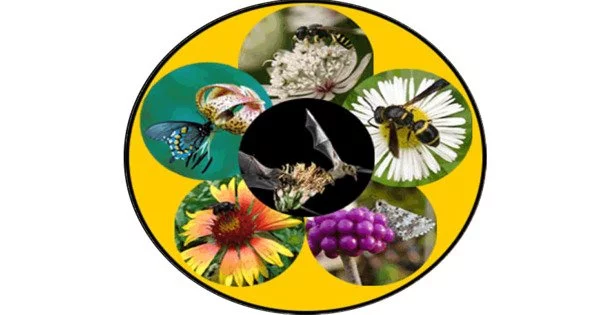 Identifying a Possible Source of Animal Pollination