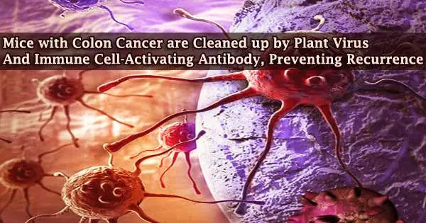Mice with Colon Cancer are Cleaned up by Plant Virus And Immune Cell-Activating Antibody, Preventing Recurrence