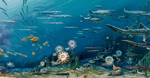 Ocean Cooling has Resulted in Larger Fish Over Millennia