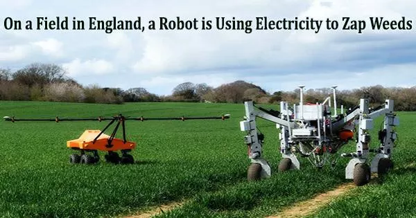 On a Field in England, a Robot is Using Electricity to Zap Weeds