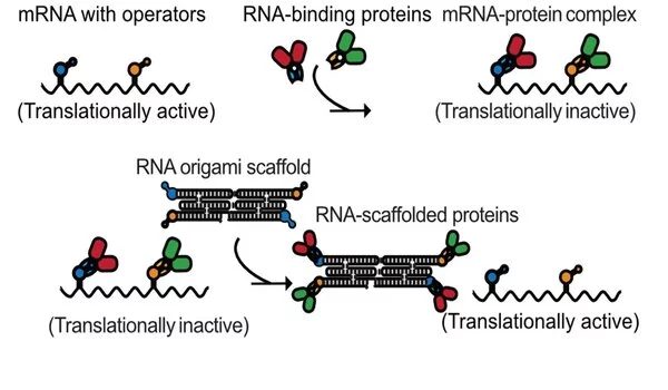 RNA-Origami-can-be-Used-in-Synthetic-Biology-1