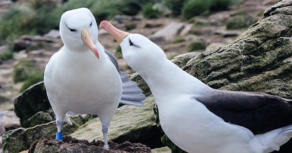 New Research Explains Why Wandering Albatrosses Divorce