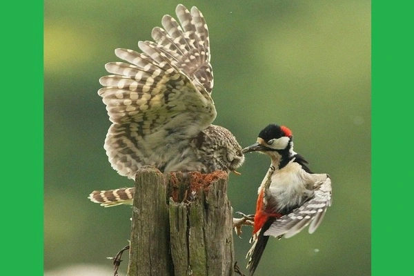 Similar-Brain-Areas-are-Used-by-Songbirds-and-Drumming-Woodpeckers-1
