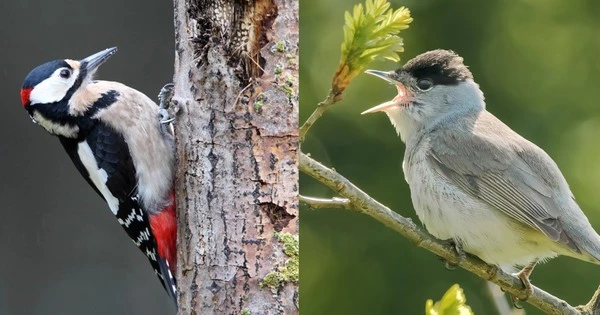 Similar Brain Areas are Used by Songbirds and Drumming Woodpeckers