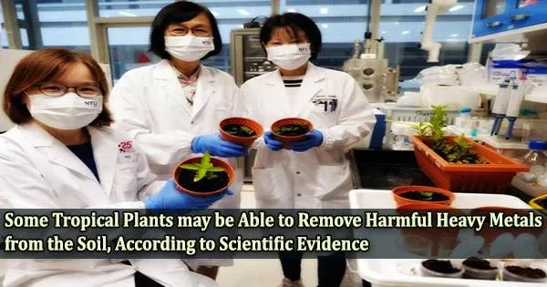 Some Tropical Plants may be Able to Remove Harmful Heavy Metals from the Soil, According to Scientific Evidence