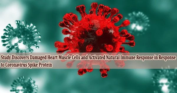 Study Discovers Damaged Heart Muscle Cells and Activated Natural Immune Response in Response to Coronavirus Spike Protein