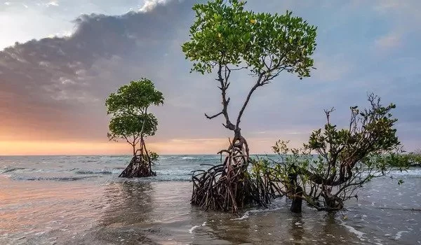 The-Lunar-Cycle-Causes-Mangrove-Forests-to-Expand-and-Contract-1