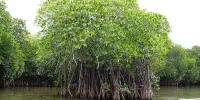 The Lunar Cycle Causes Mangrove Forests to Expand and Contract