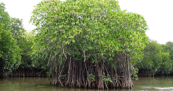 The Lunar Cycle Causes Mangrove Forests to Expand and Contract