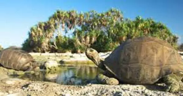 Threatened Decoding the Genome of the Aldabra Giant Tortoise