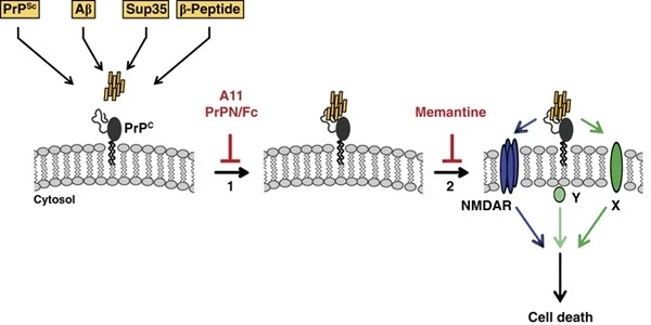 Toxic-Huntingtin-Oligomers-are-produced-by-Prions-1