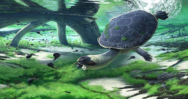 Turtle Ears Have Revealed New Insights Into The Evolution of Vertebrates