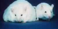 A High-fat Diet can reprogram Immune Cells in Mice