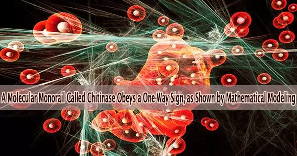 A Molecular Monorail Called Chitinase Obeys a One-Way Sign, as Shown by Mathematical Modeling
