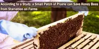 According to a Study, a Small Patch of Prairie can Save Honey Bees from Starvation on Farms