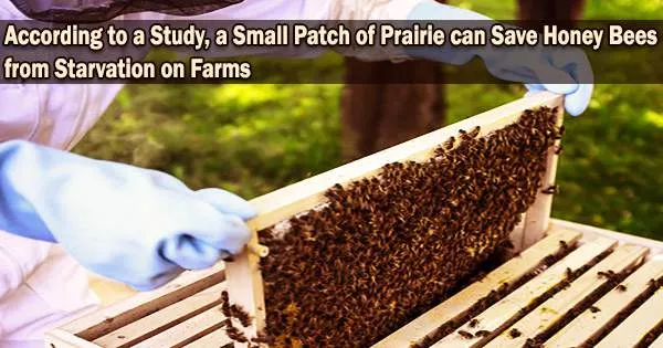 According to a Study, a Small Patch of Prairie can Save Honey Bees from Starvation on Farms