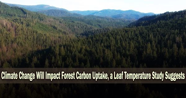 Climate Change Will Impact Forest Carbon Uptake, a Leaf Temperature Study Suggests
