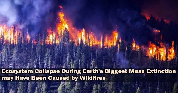 Ecosystem Collapse During Earth’s Biggest Mass Extinction may Have Been Caused by Wildfires