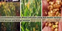 Environmentally Friendly Wheat Cultivation Using New Genetic Variation from Ancient and Strange Varieties