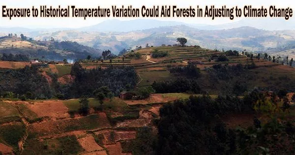 Exposure to Historical Temperature Variation Could Aid Forests in Adjusting to Climate Change