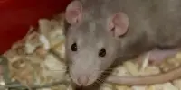 Gene Clusters Help in the Longevity of Mice