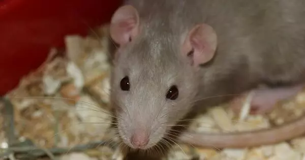 Gene Clusters Help in the Longevity of Mice