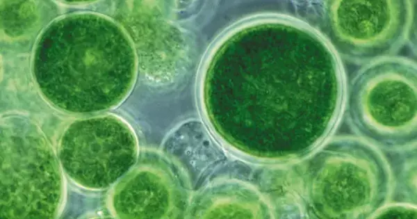 Globalization of Algae-based Foods