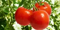 Health Benefits of Tomatoes are linked to Gut Microorganisms