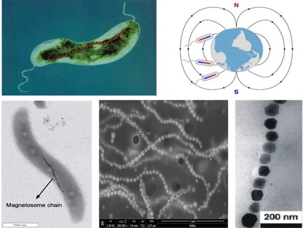 High-Tumor-Tissue-Penetration-efficiency-Magnetosome-like-Structure-1