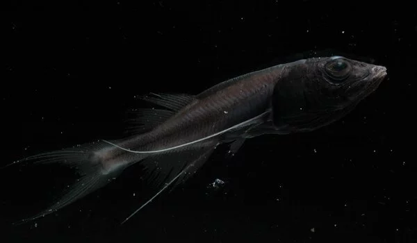 How-did-Prehistoric-Fish-Colonize-the-Deep-Sea-1