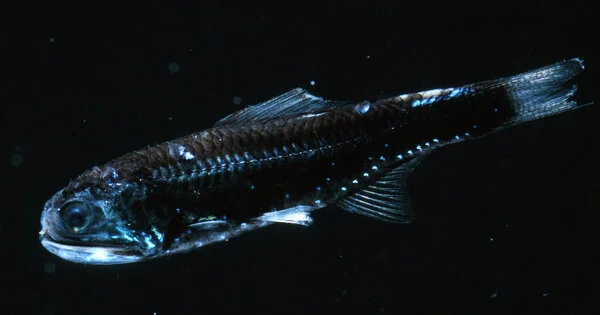 How did Prehistoric Fish Colonize the Deep Sea?
