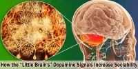 How the “Little Brain’s” Dopamine Signals Increase Sociability