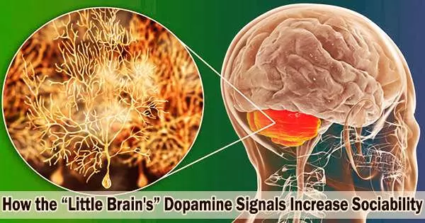 How the “Little Brain’s” Dopamine Signals Increase Sociability