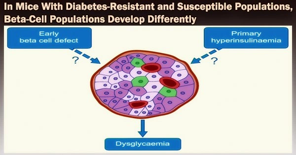 In Mice With Diabetes-Resistant and Susceptible Populations, Beta-Cell Populations Develop Differently