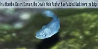 In a Horrible Desert Domain, the Devil’s Hole Pupfish has Paddled Back from the Edge