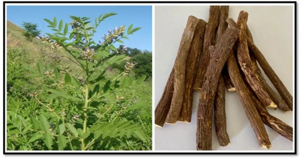 Licorice has been Studied for its Potential as a Cancer Therapy