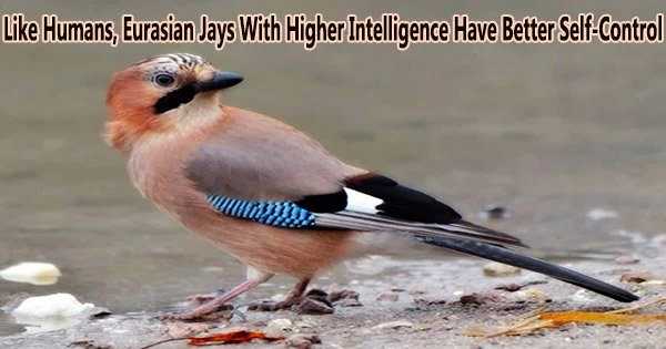 Like Humans, Eurasian Jays With Higher Intelligence Have Better Self-Control