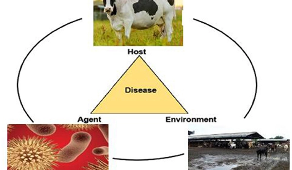 Limiting-Antibiotics-for-Cows-could-open-up-a-new-Dairy-Market-1