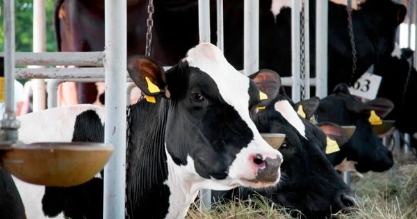 Limiting Antibiotics for Cows could open up a new Dairy Market