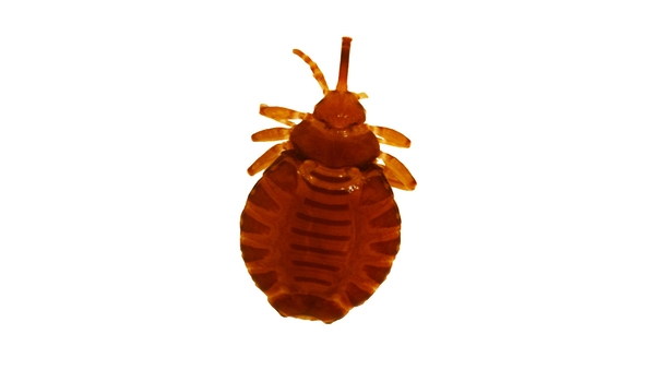 Mammal-lice-Coevolution-1