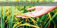 Mineral Deficiency in Plants Results in Less Nutrient-Dense Crops when CO2 Levels are High